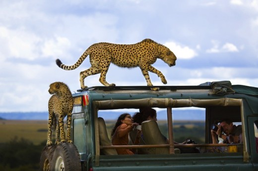 Cheetahs jumped on the vehicle of tourists in Masai Mara national park, Kenya.