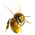 Bee-Indiividual-