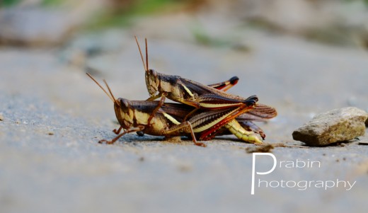 Grasshopper sex