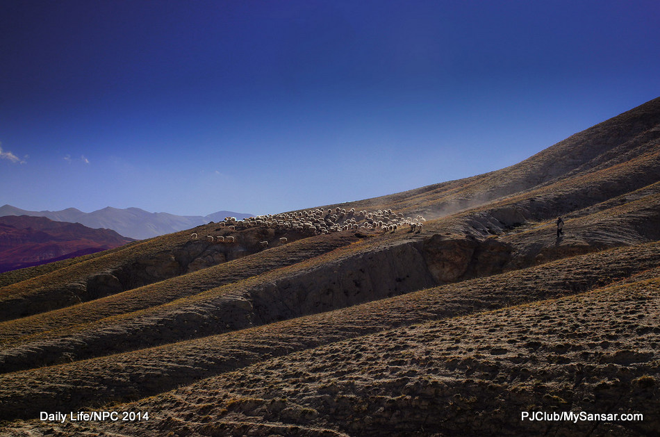 A solitary shepherd guides his cattle for grazing in the limited high pastures of Mustang.  Photo: Dev Dongol 