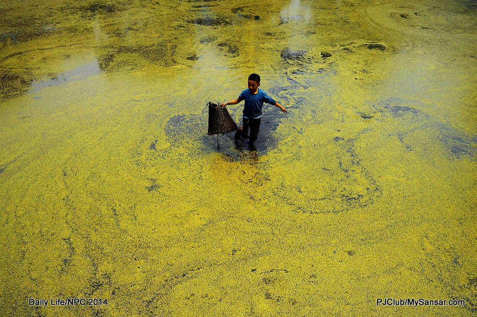 A young boy uses doko to catch fish in a moss laden Nag Pokhari in Kathmandu. Photo: Nimesh Jang Rai 