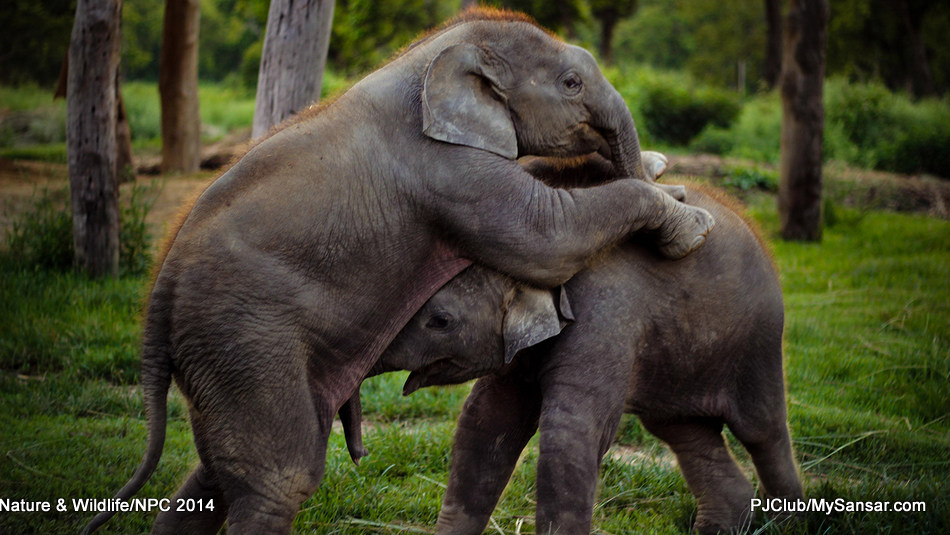 Two elephant calves play with each other. Photo: Subash Bahadur  Bista 