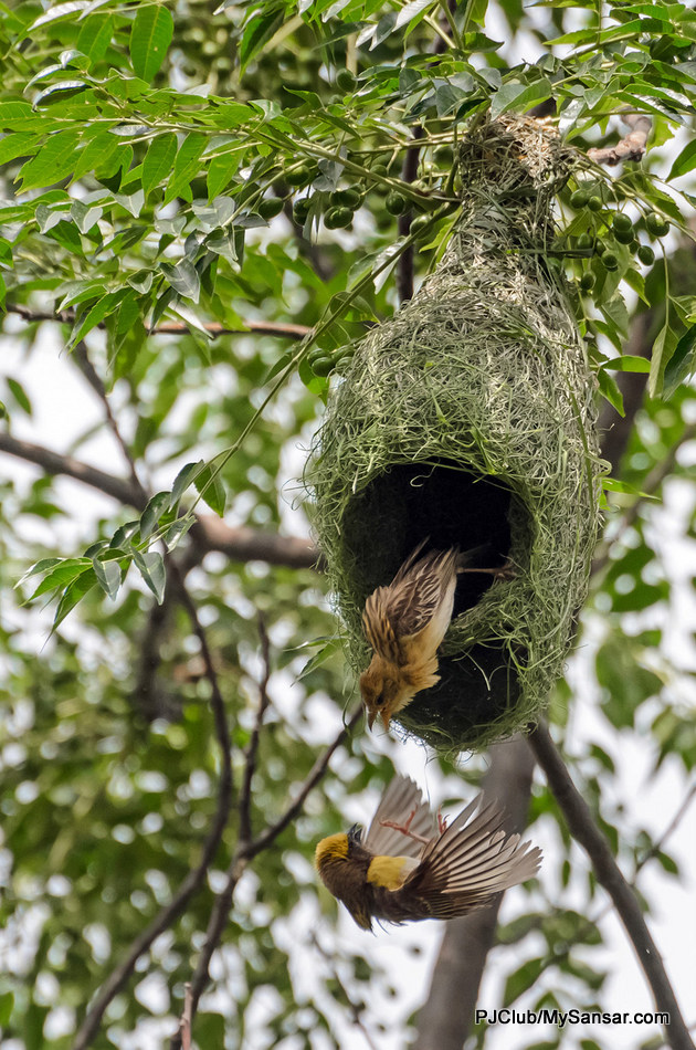 A male Baya Weaver (Ploceus philippinus) commonly known as the weaverbird chases another weaver from its hanging nest. Male weaverbirds build nests to attract females and defend their nests with aggression against intruders. Photo: Sumit Shrestha 