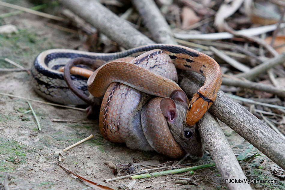 A python wraps its coil around the mouse to squeeze its breath out before devouring it all down. Photo: Rajesh Dongol 