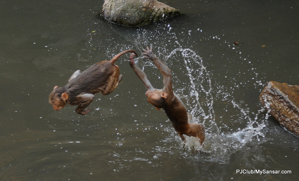 Two rhesus macaque monkeys perform acrobatics as they seek solace from the heat in the Bagmati River. Kathmandu’s temperature has witnessed a gradual rise in the past decade. Photo: Dipesh Shrestha 