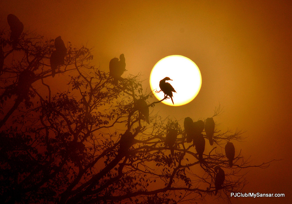 Birds take shelter atop a tree as the sun sets in Tau Daha. Photo: Bikram Rai 