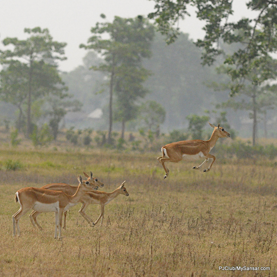 A Black Buck jumps in the forests of Khailapur in Baridya, far-west Nepal. Baridya is the last wild sanctuary in Nepal and is home to a number of exotic wildlife including the Royal Bengal Tigers. Photo: Yatra Thulung Rai 