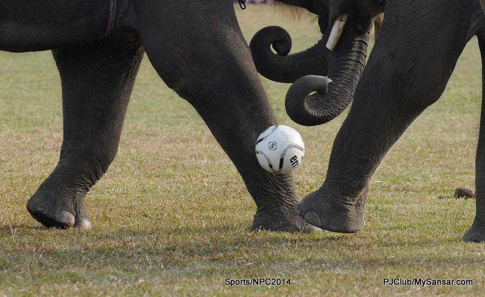 Two elephants vie for the ball in Chitwan. Photo: Bikash Dware 