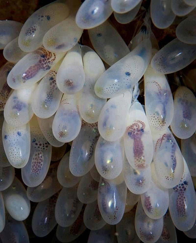Octopus-eggs