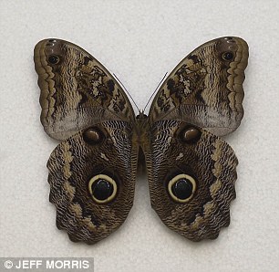 004AF04B00000258-0-Owl_butterflies_left_have_eye_spots_that_mimic_those_of_pigmy_ow-a-13_1428509926294
