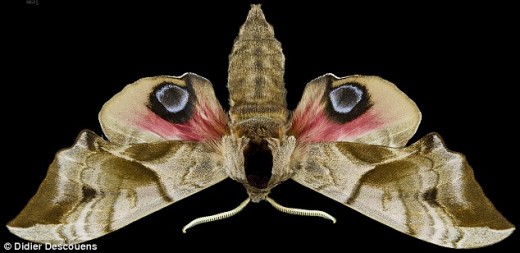 27607AC000000578-0-Some_entomologists_claim_the_eyed_hawk_moth_looks_like_the_face_-a-37_1428510800414