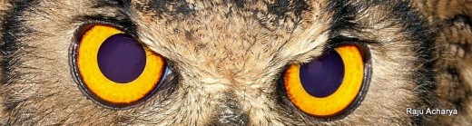 eye of owl_2