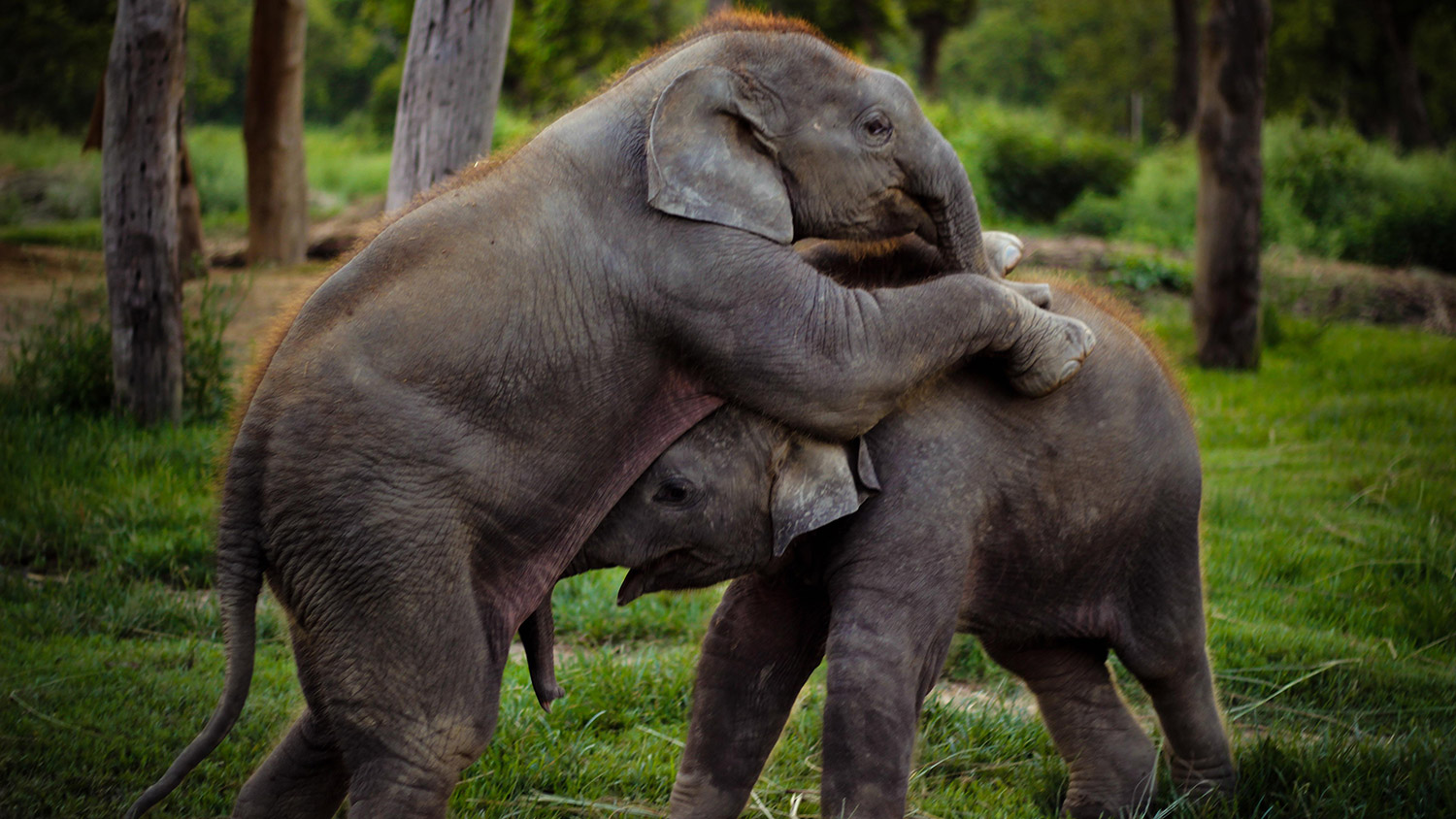 Two elephant calves play with each other. Photo: Subash Bahadur  Bista 