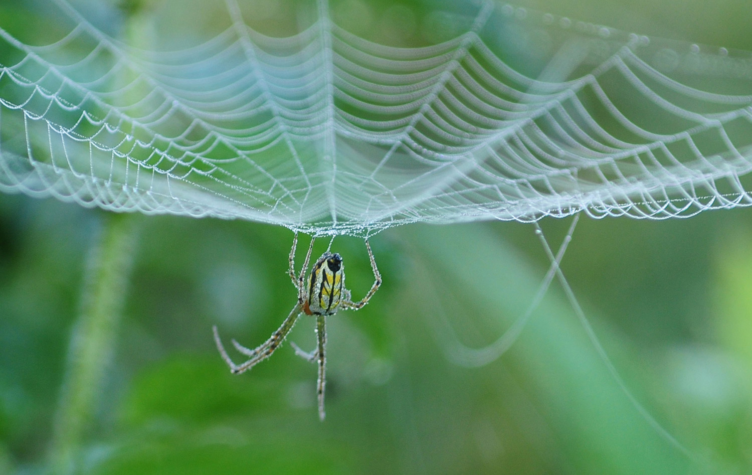 A spider weaves a trap. Photo: Bikash  Dware 