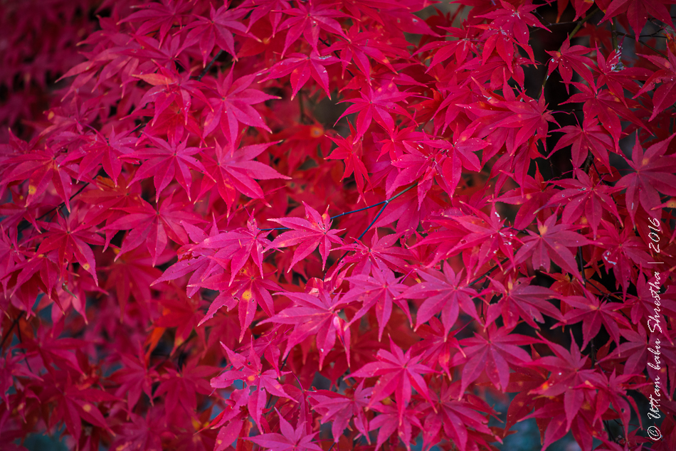 fall-colours-uttambabu-10