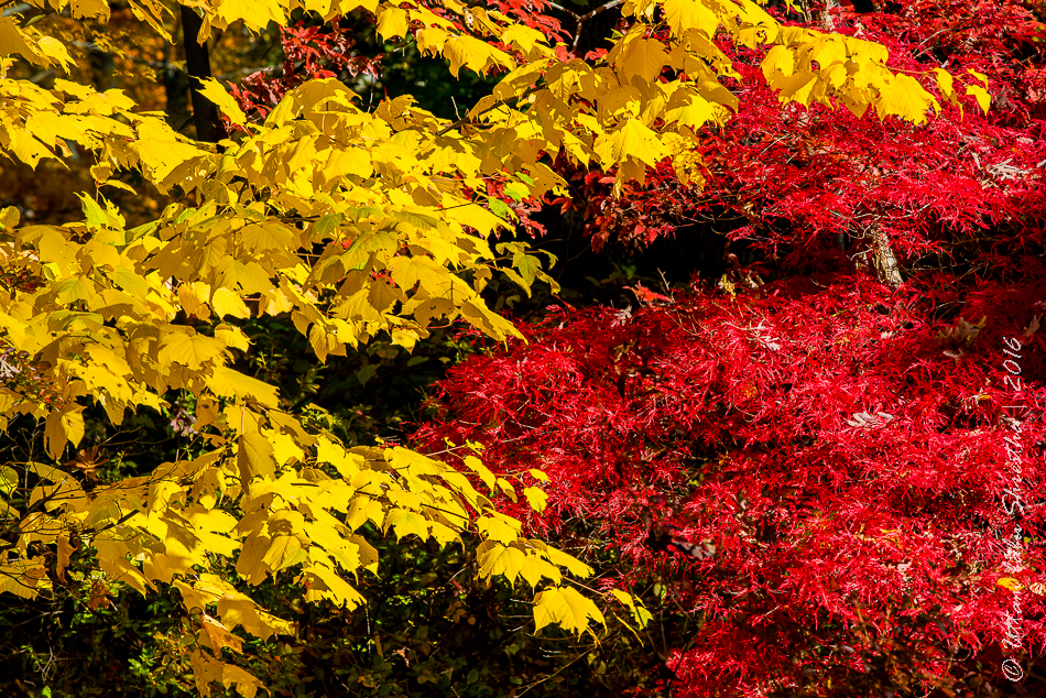 fall-colours-uttambabu-14
